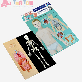 magnitnaya_igra_anatomiya