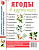 Ягоды в картинках. Наглядное пособие для педагогов, воспитателей, логопедов, родителей. А4